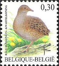 Corn Crake (Crex crex)