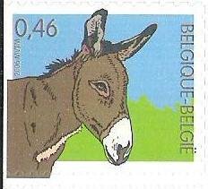 Donkey (Equus asinus asinus)