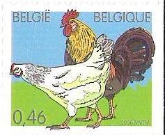 Chicken (Gallus gallus domesticus)