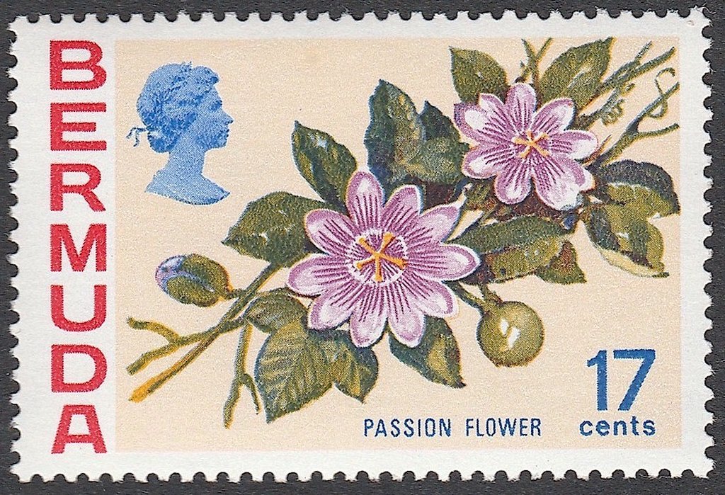 Passion Flower