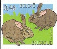 Domestic Rabbit (Oryctolagus cuniculus domesticus)
