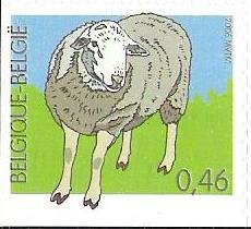 Domestic Sheep (Ovis ammon aries)