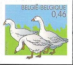 Domestic Goose (Anser anser domestica)
