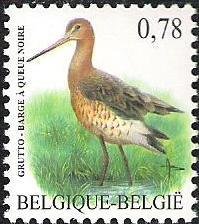 Black-tailed Godwit (Limosa limosa) 