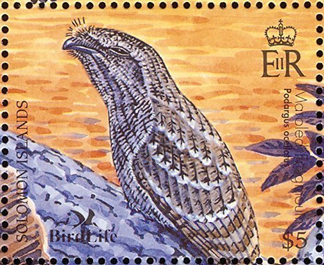 Solomons Frogmouth (Rigidipenna inexpectata)