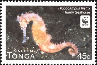 Thorny Seahorse (Hippocampus histrix)