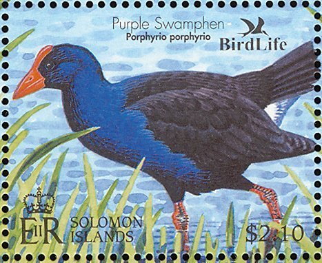 Australasian Swamphen (Porphyrio melanotus)