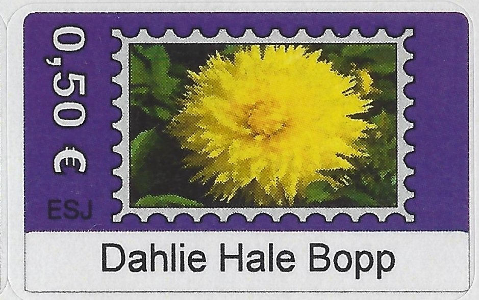 Dahlie Hale Bopp