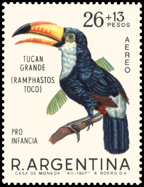 Commom Toucan (Ramphastos toco)