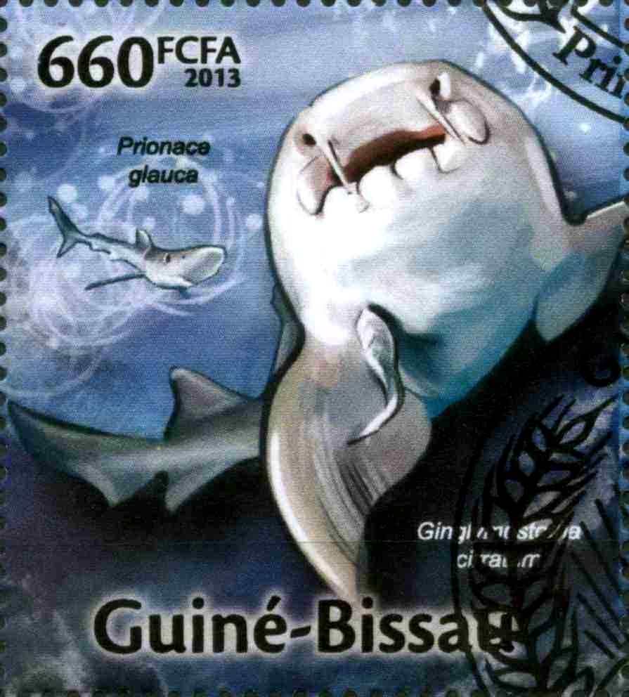 Blue Shark (Prionace glauca), Nurse Shark (Ginglymostoma cir
