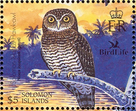 Solomons Boobook (Ninox jacquinoti)
