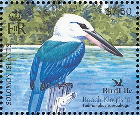 Beach Kingfisher (Todiramphus saurophagus)