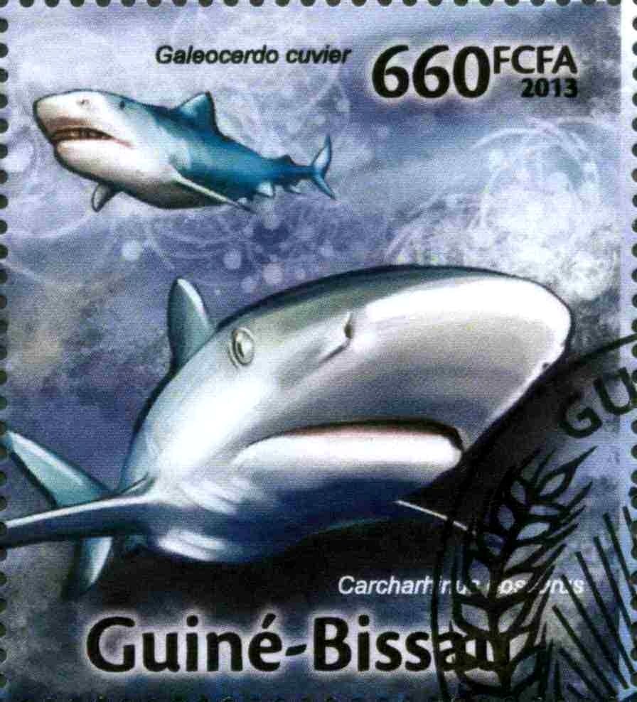 Tiger Shark (Galeocerdo cuvier), Dusky Shark (Carcharhinus o