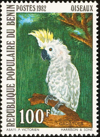 Sulphur-crested Cockatoo (Kakatoe galerita)