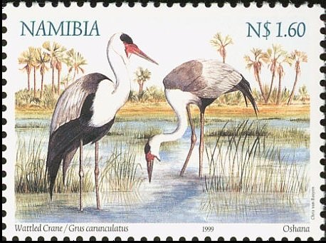 Wattled Crane (Grus carunculata)