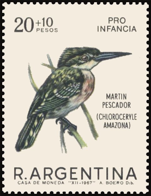 Amazonian Kingfisher (Chloroceryle amazona)
