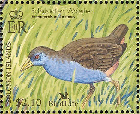 Rufous-tailed Waterhen (Amaurornis moluccan)
