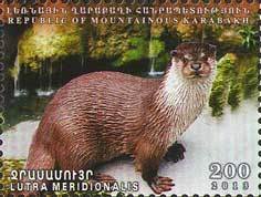 Caucasian Otter (Lutra lutra meridionalis)