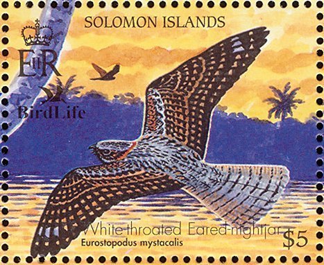 Solomons Nightjar (Eurostopodus nigripennis)