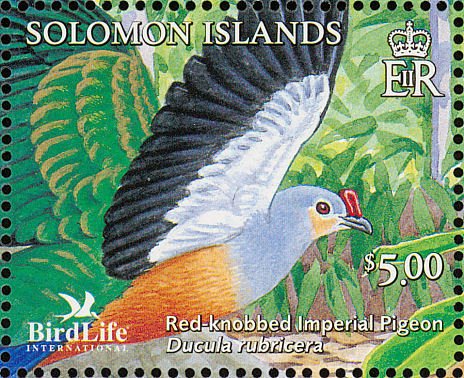 Red-knobbed Imperial Pigeon (Ducula rubricera)