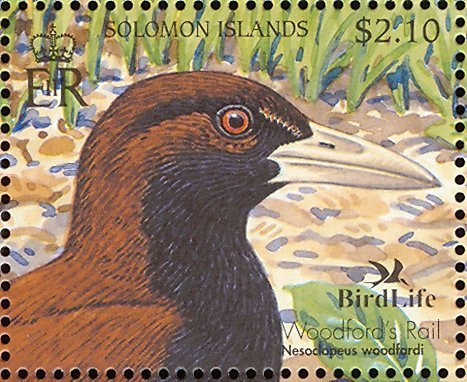 Woodford's Rail (Nesoclopeus woodfordi)