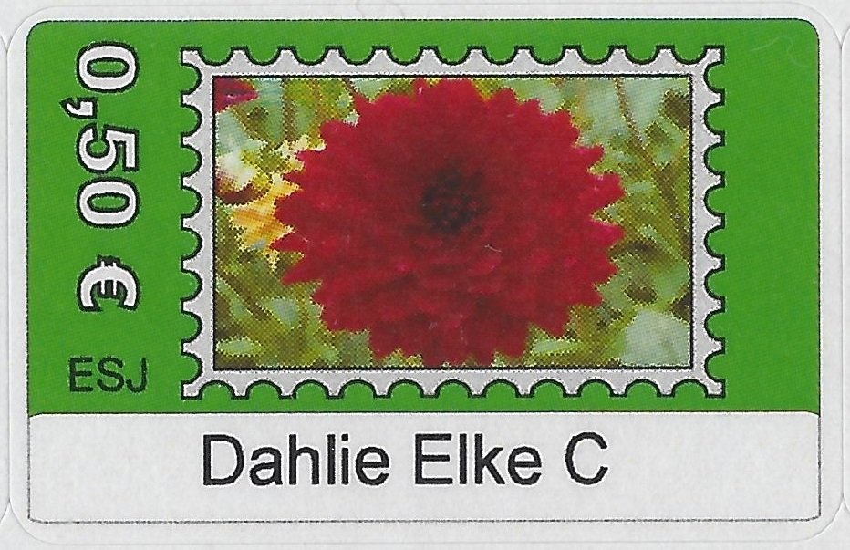 Dahlie Elke C