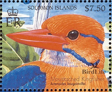 Moustached Kingfisher (Actenoides bougainvillei)