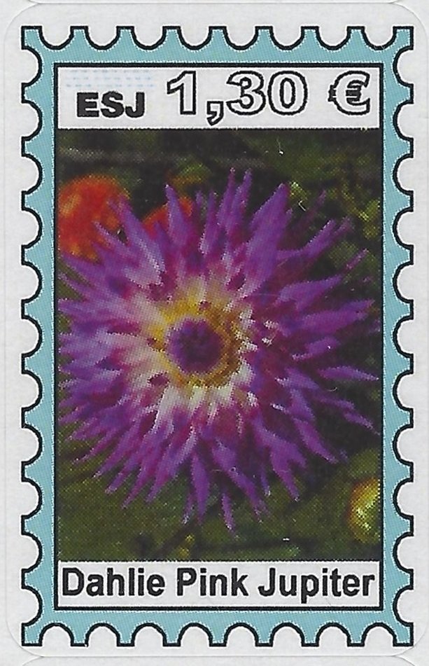Dahlie Pink Jupiter