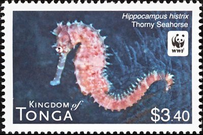 Thorny Seahorse (Hippocampus histrix)