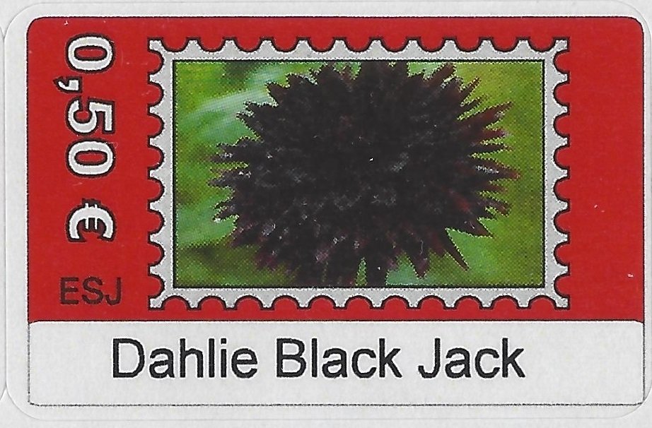 Dahlie Black Jack