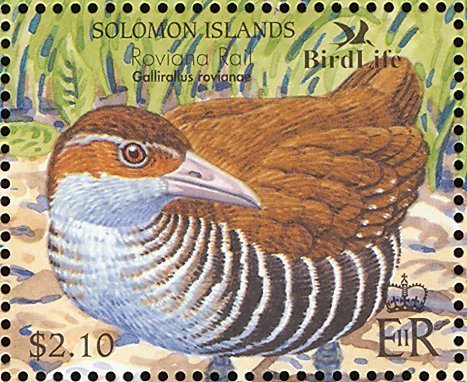 Roviana Rail (Gallirallus rovianae)