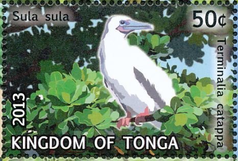 Red-footed Booby (Sula sula)