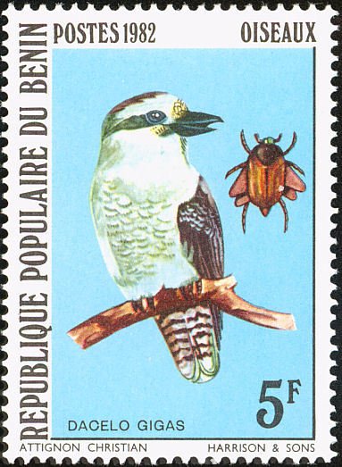 Kookaburra (Dacelo novaeguineae)