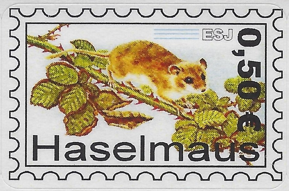 Common Dormouse (Muscardinus avellanarius)