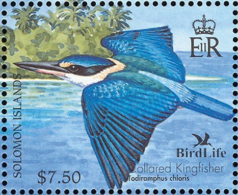 Melanesian Kingfisher (Todiramphus tristrami)