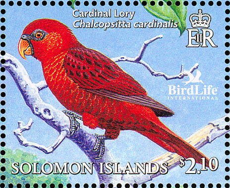 Cardinal Lory (Pseudeos cardinalis)