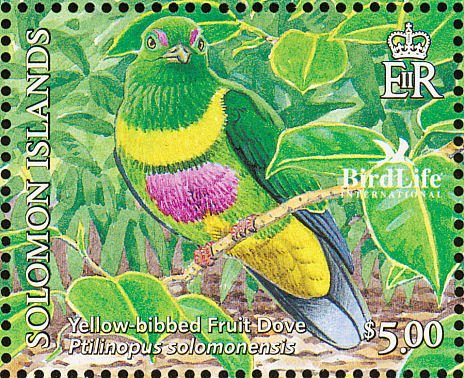 Yellow-bibbed Fruit Dove (Ptilinopus solomonensis)