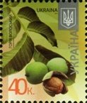 Juglans regia - Walnut
