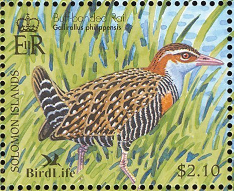 Buff-banded Rail (Gallirallus philippensis)