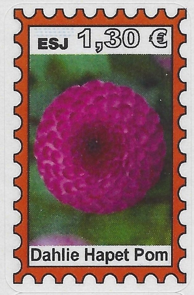 Dahlie Hapet Pom