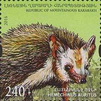 Long-eared Hedgehog (Hemiechinus auritus)