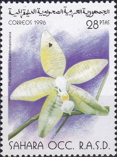 Phalaenopsis lueddemanniana