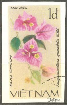 Bougainivillaea (bougainivillaea Spectabilis)