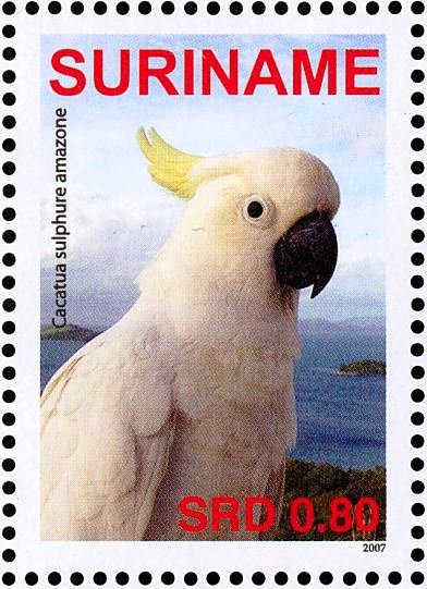 Sulphur-crested Cockatoo    Cacatua galerita