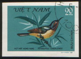 Ruby-cheeked Sunbird (Chalcoparia singalensis)