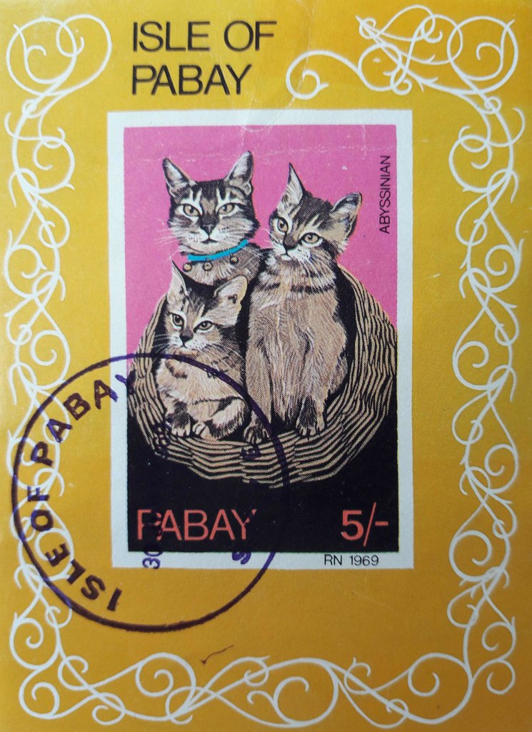 Abyssinian cats