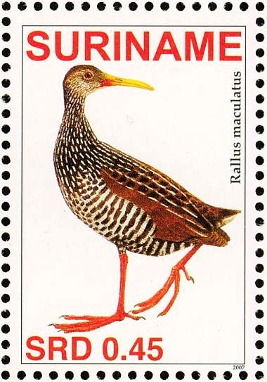 Spotted Rail    Pardirallus maculatus