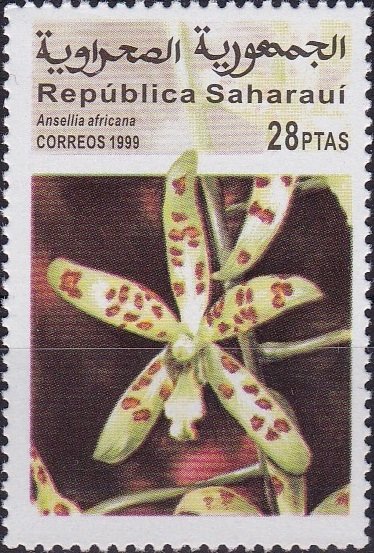 Ansellia africana