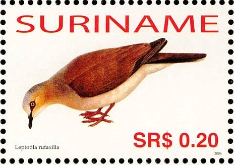 Grey-fronted Dove    Leptotila rufaxilla