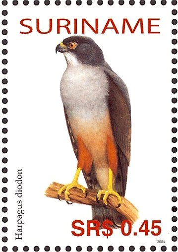 Rufous-thighed Kite    Harpagus diodon
